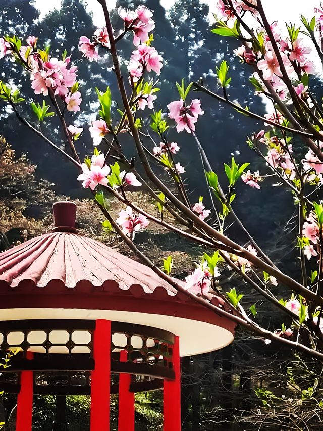 九江賞桃花春日特別攻略：邂逅江南最柔軟嘅粉紅色