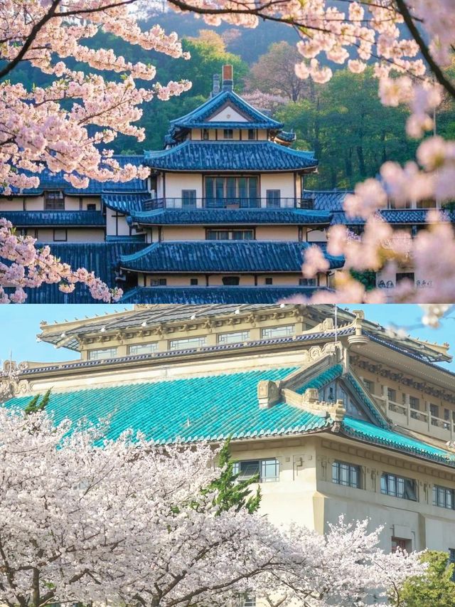 不建議來武漢睇櫻花，呢個伏位踩一個中一個