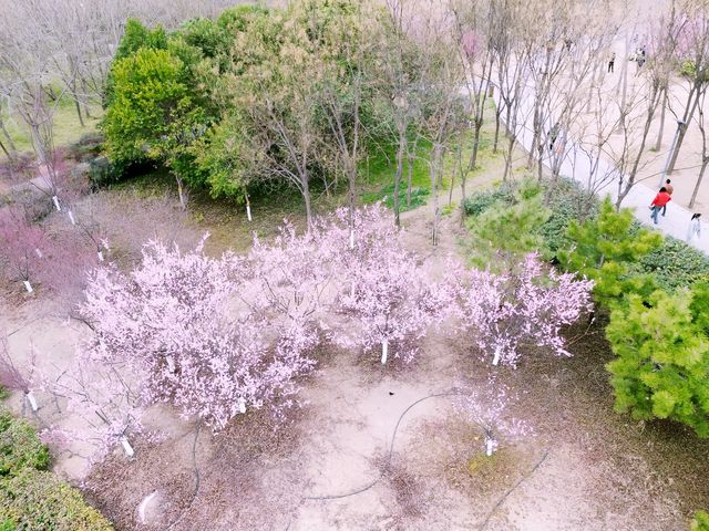 鄭州｜西流湖公園｜春日限定｜梅櫻共舞的浪漫奇遇