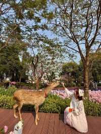🌸珠海限定！城市客廳繡球花海來襲  