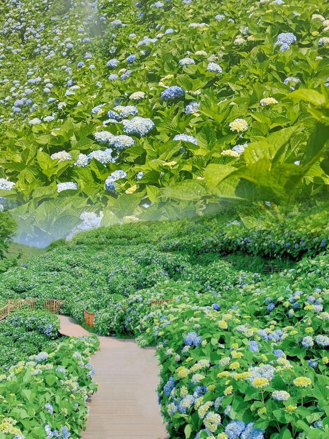 泰順筱村公社闖入綠野仙蹤邂逅詩畫田園
