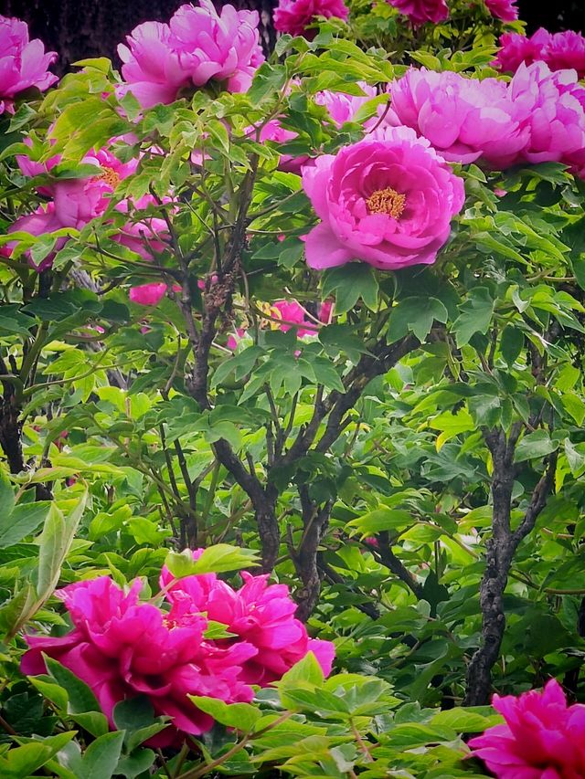 4.16實拍︱大觀園牡丹與紫藤同時在線