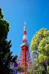 東京タワーと桜の絶景