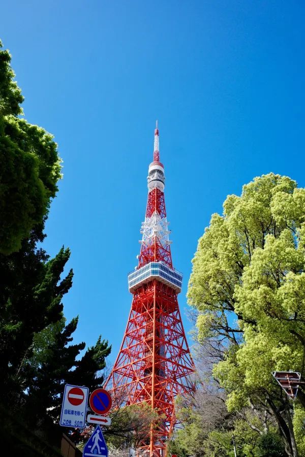 東京タワーと桜の絶景