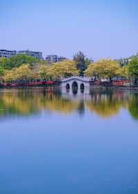 是誰把春天揉成了金色的詩？