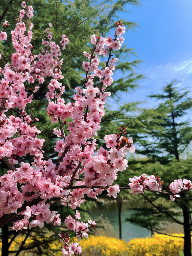 濰坊春日賞櫻花全記錄 范公亭與浞河的浪漫！