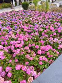 沙田石門河濱公園🌸粉色繡球花打卡