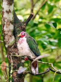 翅膀飛翔，鳥語花香：新加坡飛禽公園