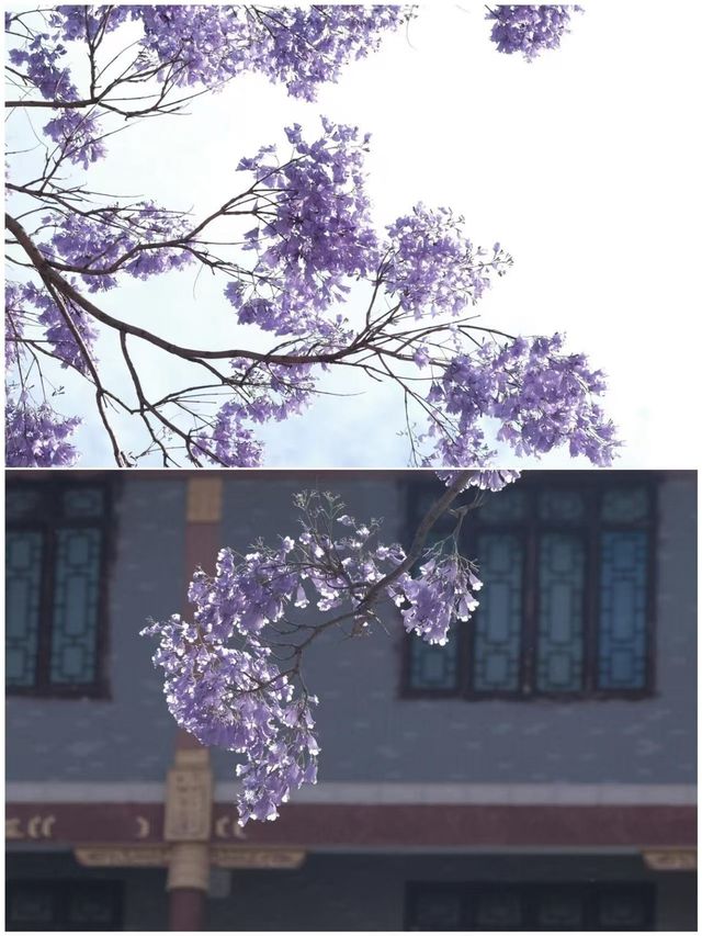 四月攀枝花點樣玩，睇呢一篇就夠啦
