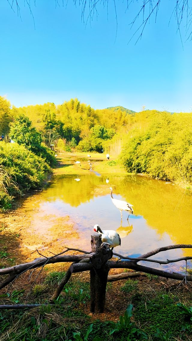 湖州長頸鹿莊園 | 闖入現實版的童話世界，與長頸鹿親密邂逅