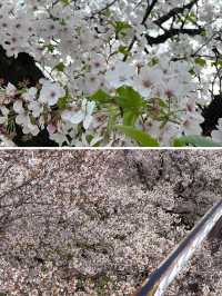 名古屋賞櫻～很多人都不知道的這幾處小眾賞櫻地真是太美了！