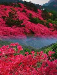 龜峰山杜鵑花海幾時開？最佳觀賞期係幾月？
