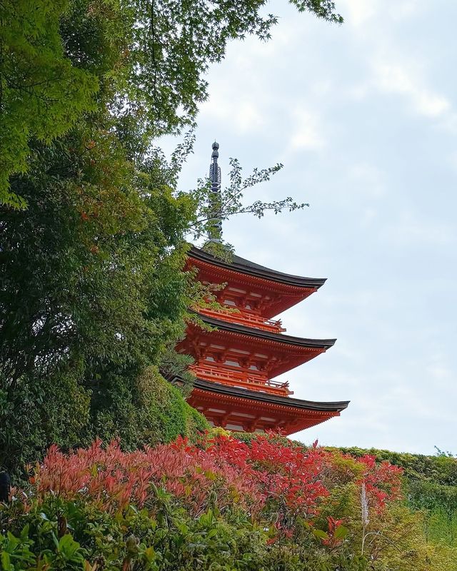 京都＆宇治雙城記，世界文化遺產之旅