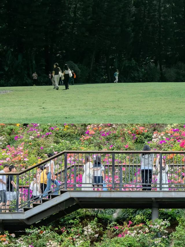 深圳5日暴走指南：從科技迷到海灘控的奇幻之旅"