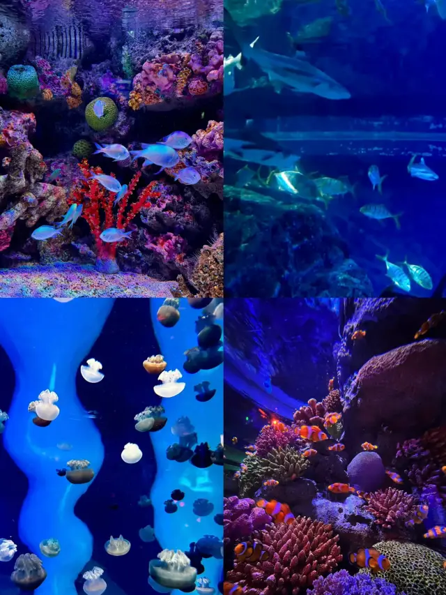 Blue Dreamland: Bangkok's Siam Ocean World