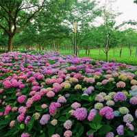 🌸花情速報！上海中環綠廊繡球花盛開啦