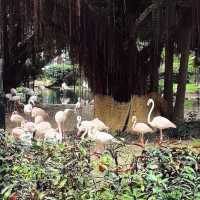 澳門衝香港！週末在九龍公園與火烈鳥噴泉共舞💖