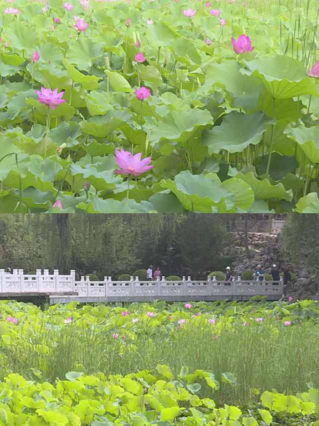 夏日「頂流」荷花登場！嚟河北浪漫一「夏」