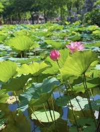 夏日限定惠州豐渚園荷花拍照天花板！