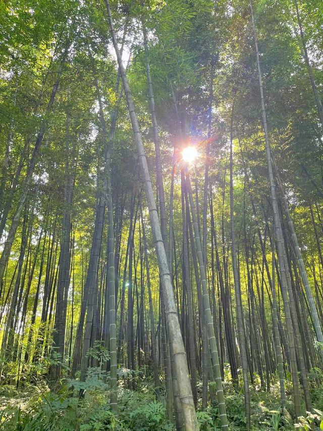 酒都竹韻·三江宜賓