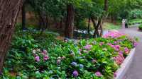 青島中山公園花溪谷