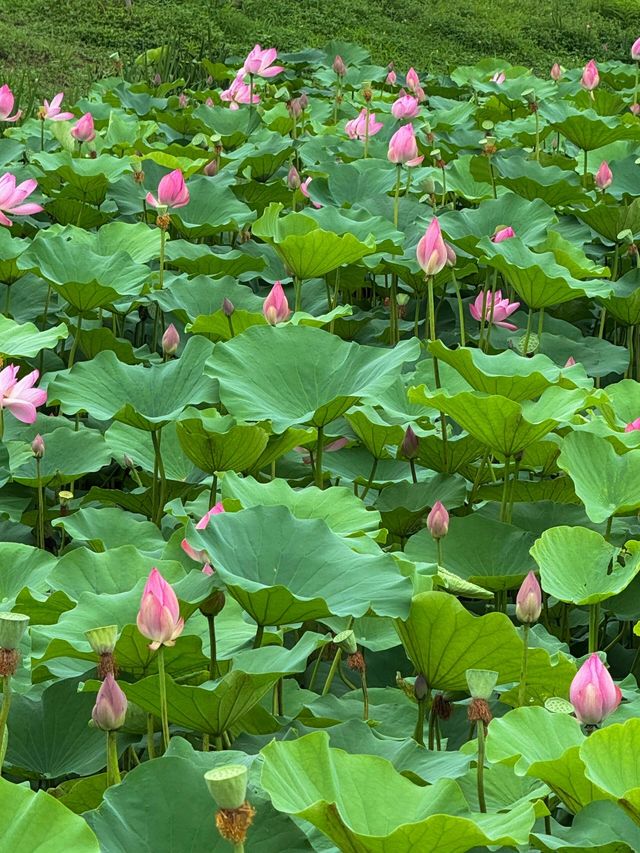 無錫賞荷天花板！雲林生態體育公園攻略