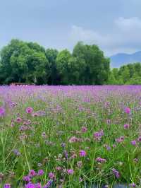 浪漫爆燈！蘭州劉家峽鬱金香公園嘅薰衣草花海