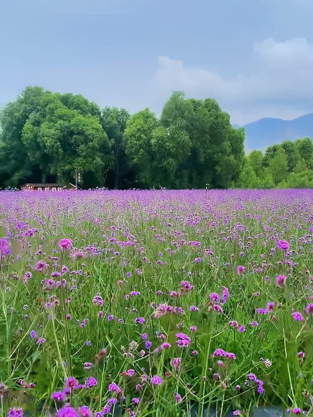 浪漫爆燈！蘭州劉家峽鬱金香公園嘅薰衣草花海
