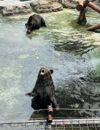 2025年暑假深圳野生動物園避坑指南