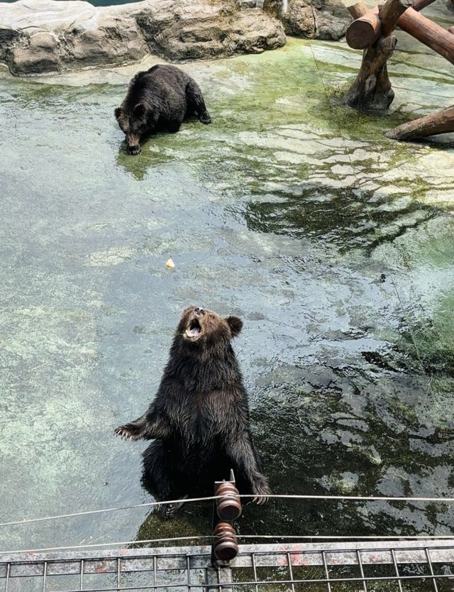 2025年暑假深圳野生動物園避坑指南