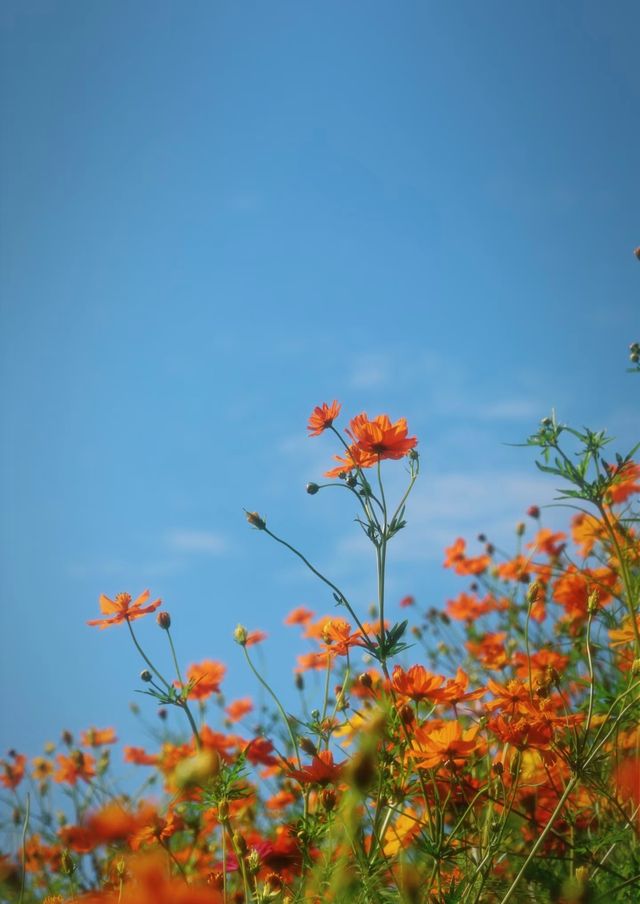 可以天府，何必川西|興隆湖格桑花海攻略