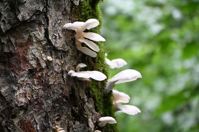 打開鏡頭,蘑菇登場 打開鏡頭,蘑菇登場