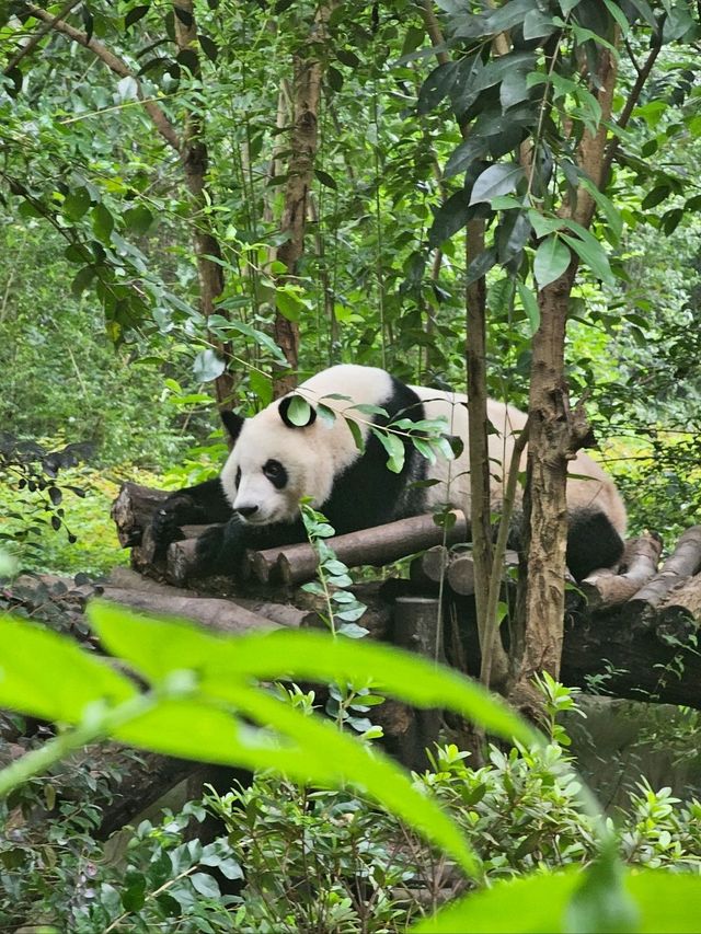 🐼 청두 자이언트 판다기지 이렇게 구경하세요 🐼