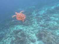 Borneo Divers Mabul Resort潛水攻略