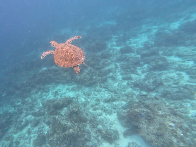 Borneo Divers Mabul Resort潛水攻略