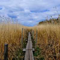 🌾 Lammassaari: A Walk Into Helsinki’s Wild Side