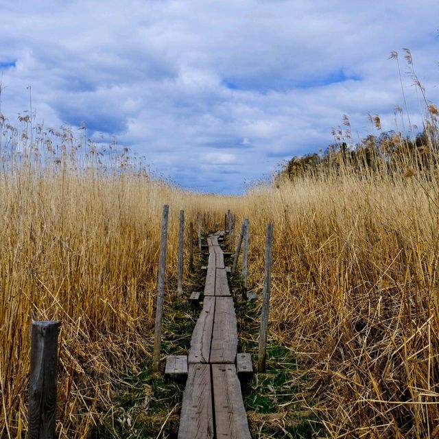 🌾 Lammassaari: A Walk Into Helsinki’s Wild Side