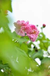 風過木芙蓉，如詩如畫的絕美秋色