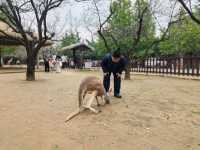 #濟南野生動物世界｜與梅花鹿0距離貼貼攻略 自駕+步行雙體驗！保姆級攻略收好！ 濟南野生動物園