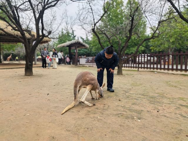 #濟南野生動物世界｜與梅花鹿0距離貼貼攻略 自駕+步行雙體驗！保姆級攻略收好！ 濟南野生動物園