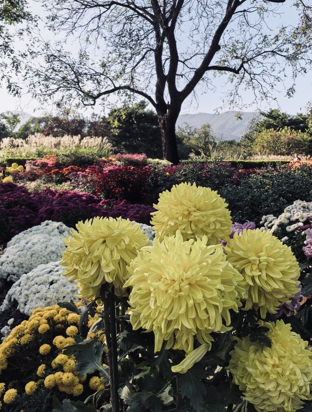 秋日共青森林賞菊指南