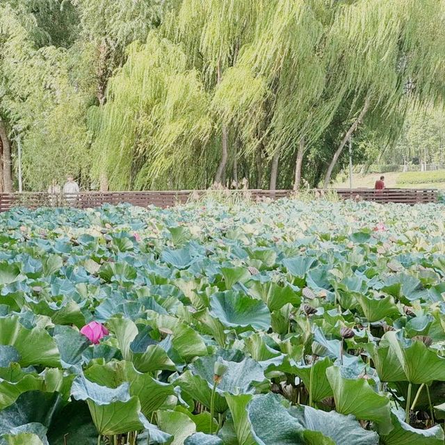 帶你輕鬆玩遍西安市的綠肺