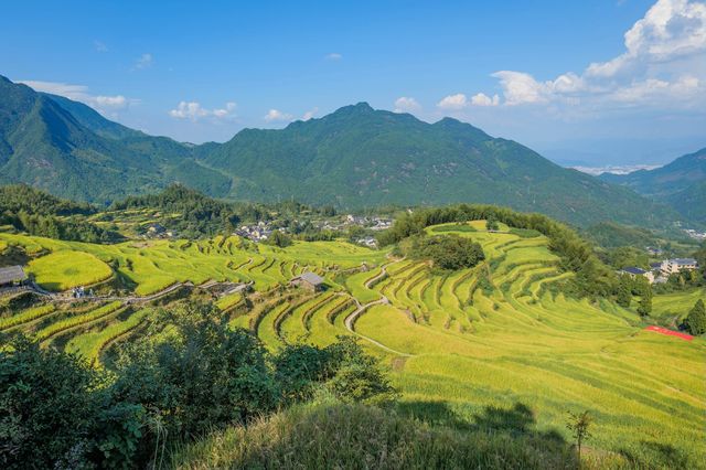 國慶必去！仙境般的雲和梯田秋日金色稻浪美翻了～