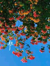 接下來的廣州，滿城花開