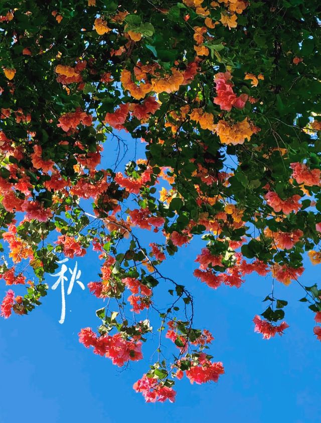 接下來的廣州，滿城花開