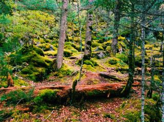 Killarney on a Shoestring: วันอันสมบูรณ์แบบในความงามอันน่าทึ่งของไอร์แลนด์