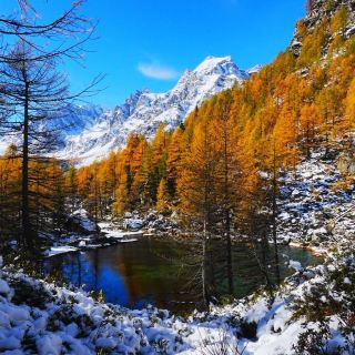 Unexpected Encounter with a Wild Fox in Alpe Devero, Italy
