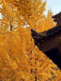 墜入滿屏金黃人們會反覆愛上西安的秋天