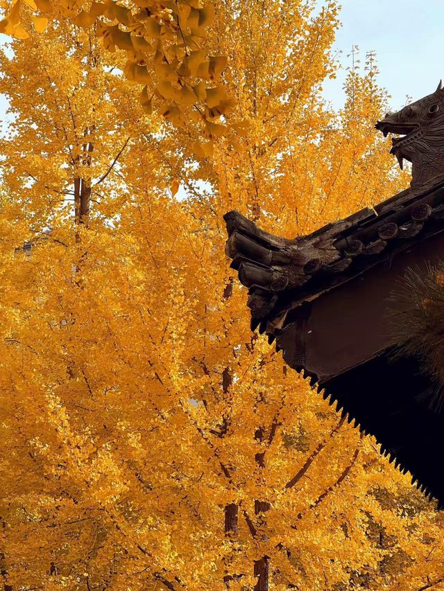 墜入滿屏金黃人們會反覆愛上西安的秋天 墜入滿屏金黃人們會反覆愛上西安的秋天