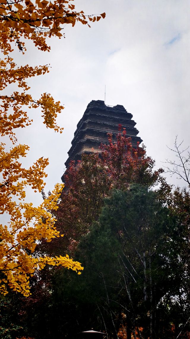 秋日去小雁塔感受歷史的厚重與自然和諧交融吧